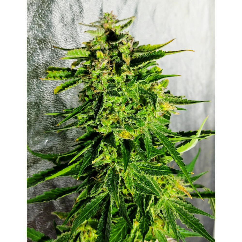Auto Extreme fem