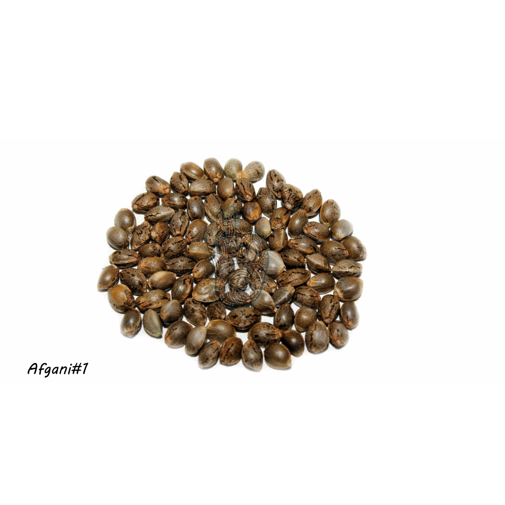 Afghani 1