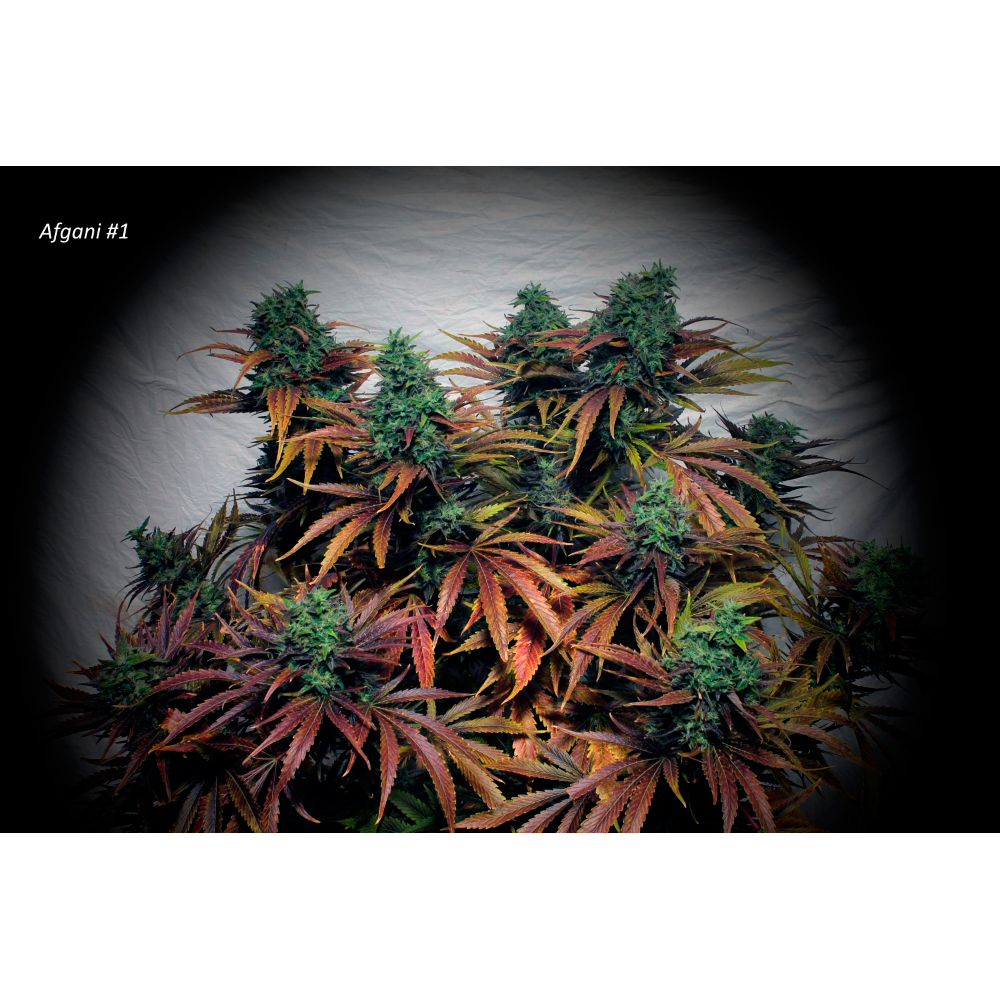 Afghani 1