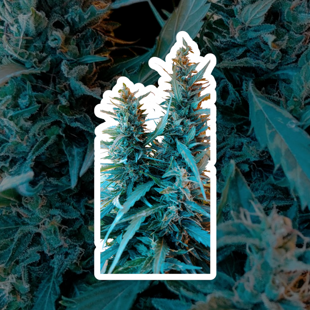 Auto Amnesia