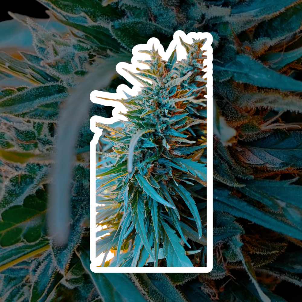 Auto Amnesia
