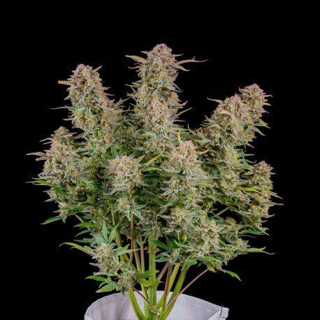 Auto Bruce Banner