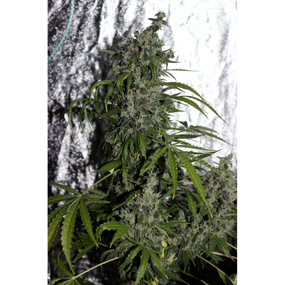 Auto Hard Day fem