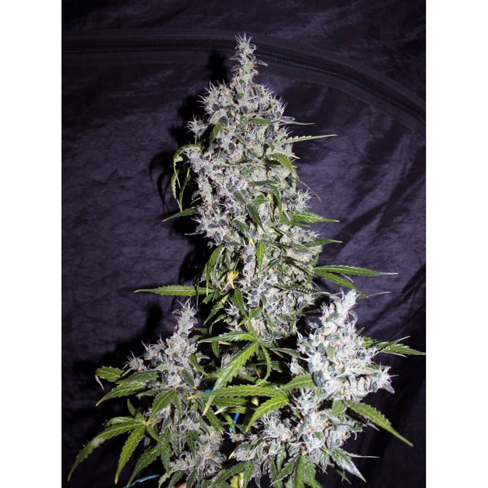 Auto Hard Day fem
