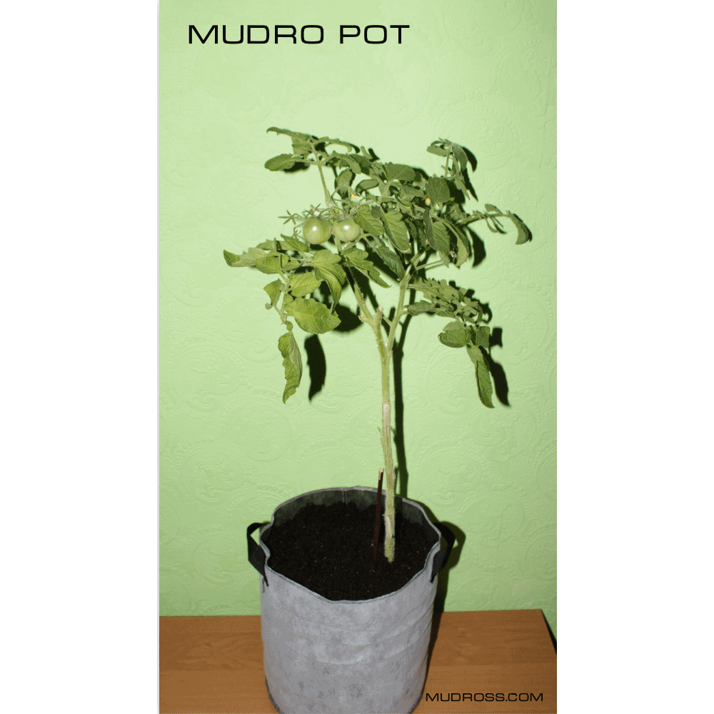 Mudro Pot 7