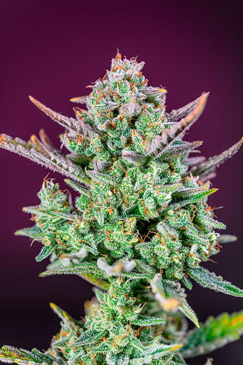 Sweet Mimosa
